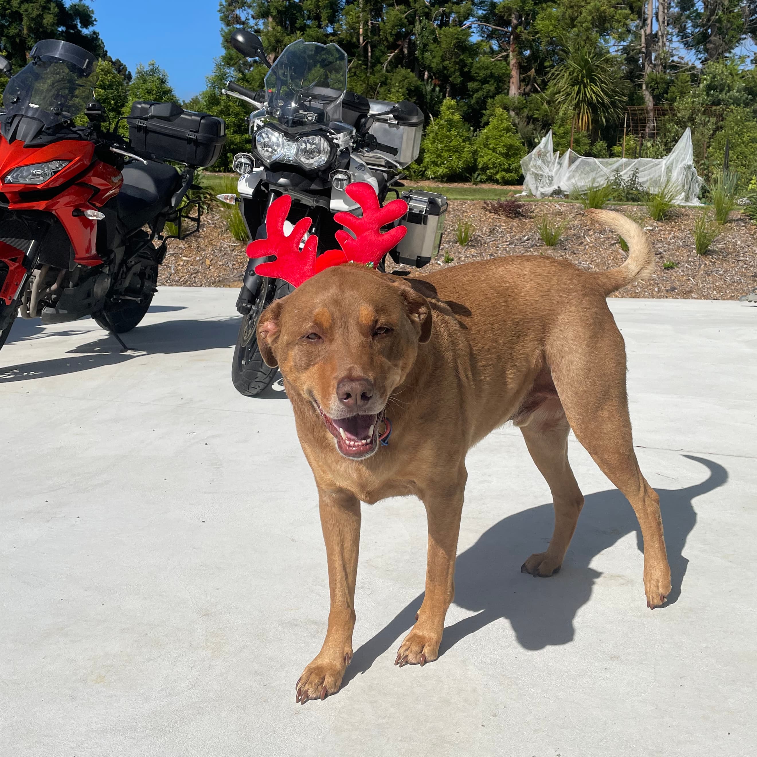 Cesar the dog wearing red reindeer antlers in front of two tour bikes