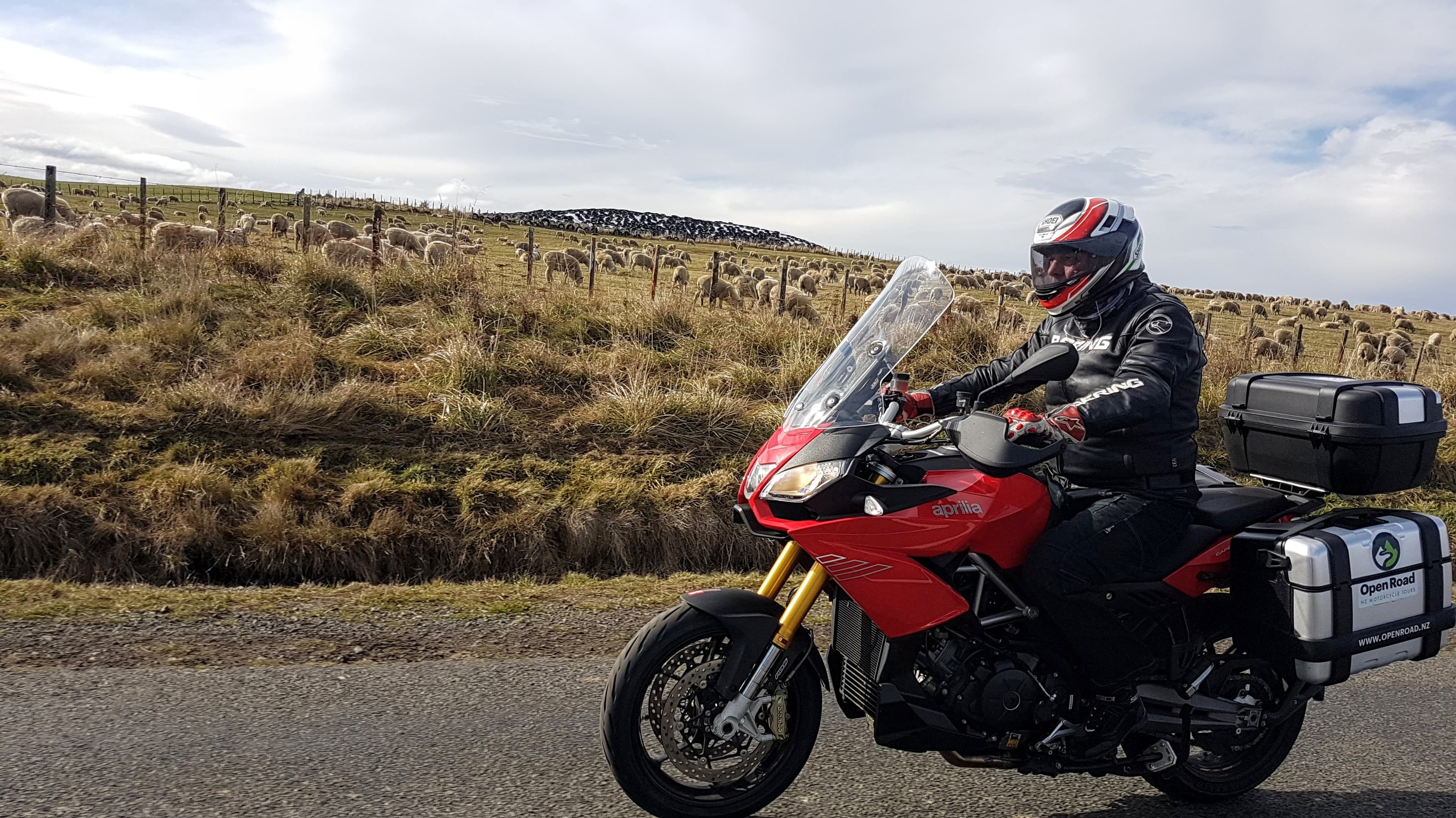 Self guided motorcycle tour in front of hundreds a of sheep